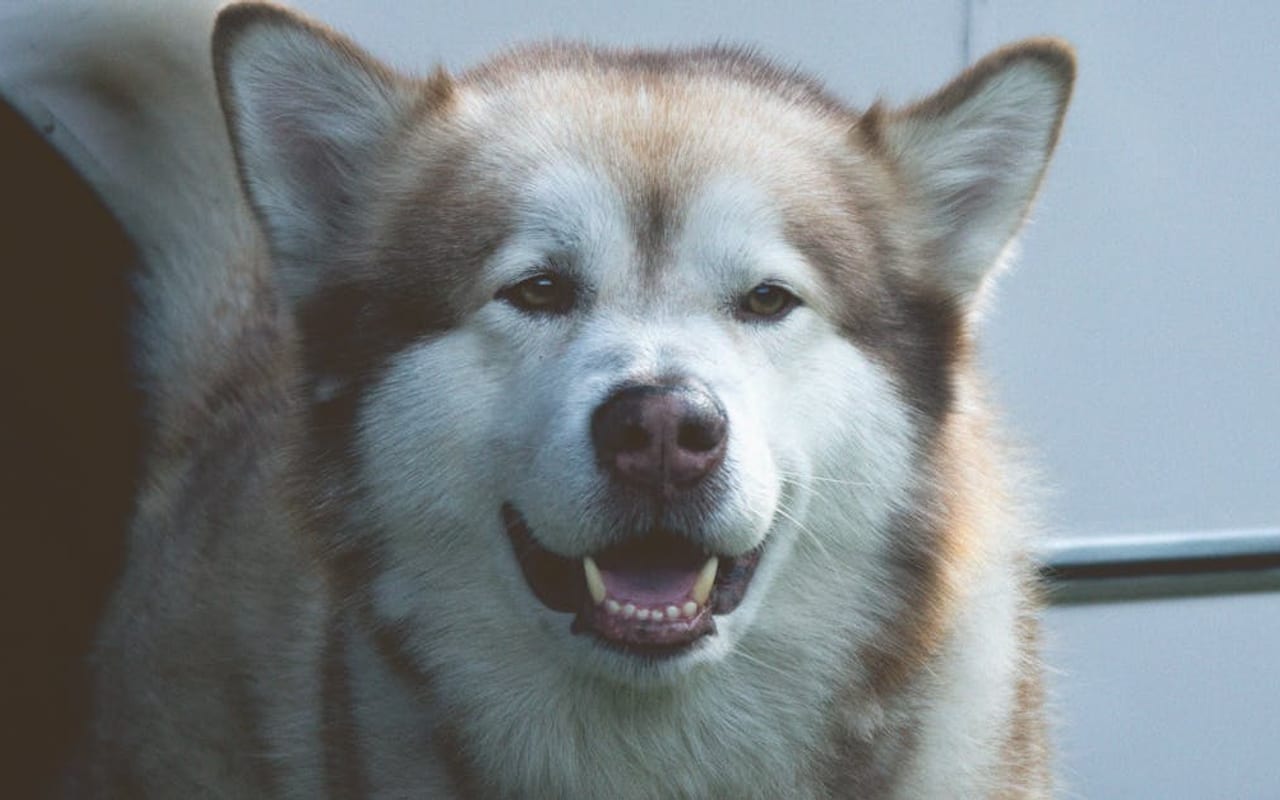 Alaskan Malamute — Alaskan Malamute — photo by Aleks Michajlowicz