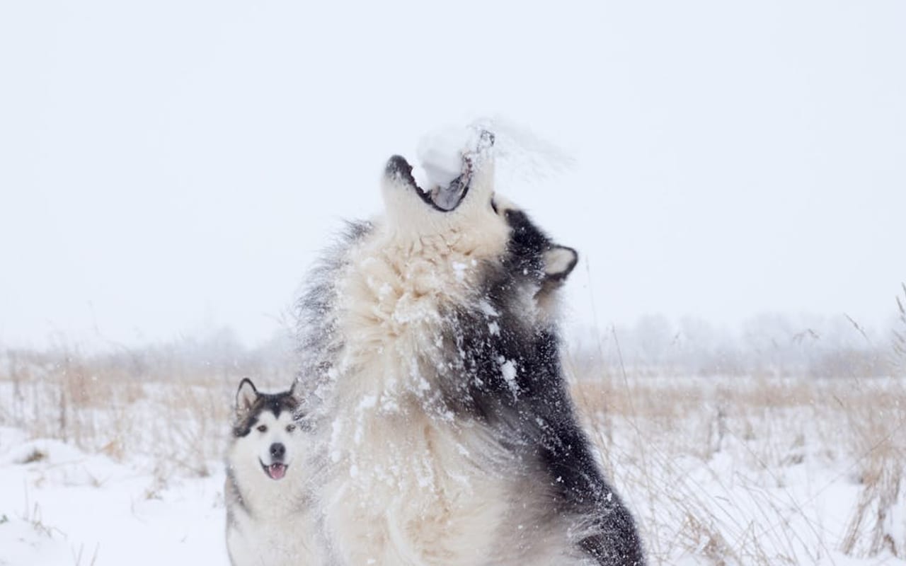 Alaskan Malamute — Alaskan Malamute — photo by Andrew Kota