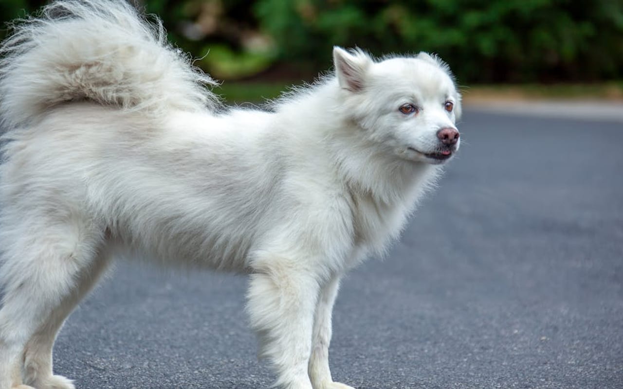 American Eskimo Dog — American Eskimo Dog — photo by Mohan Nannapaneni