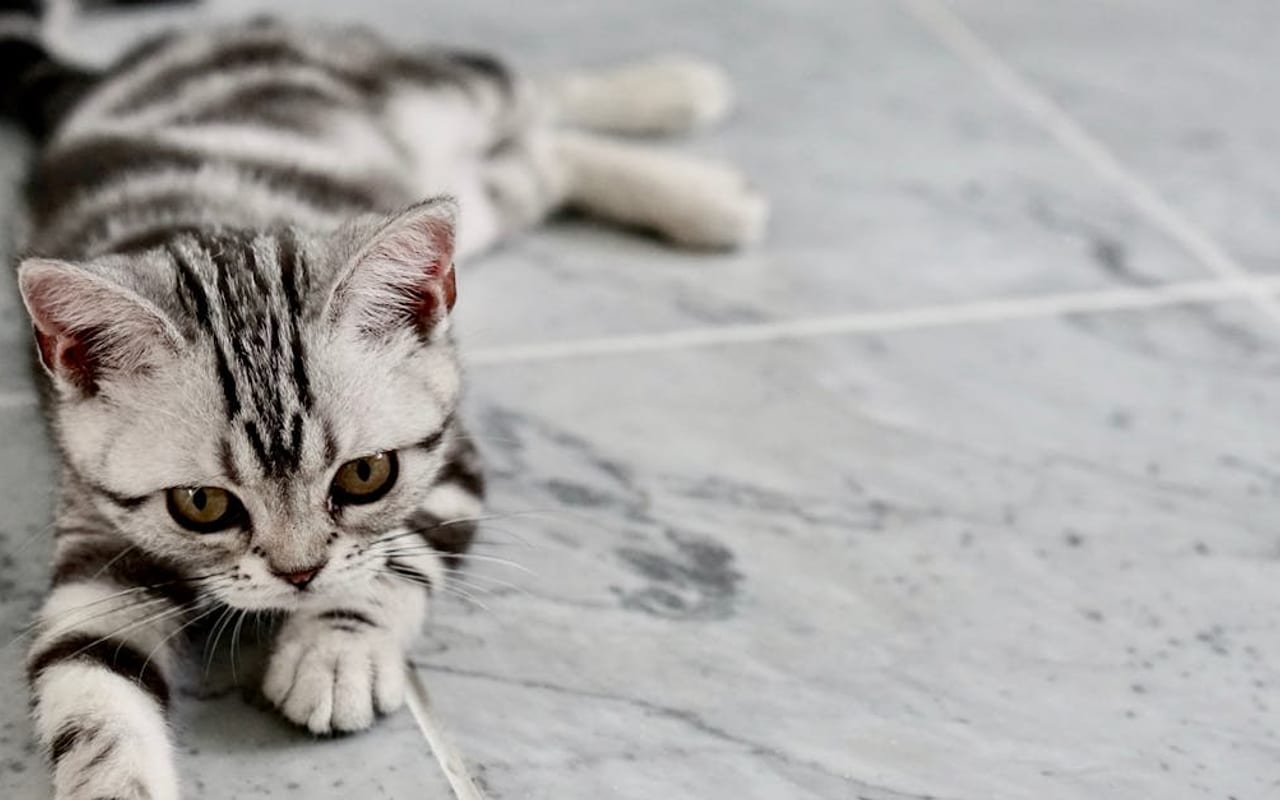American Shorthair — American Shorthair — photo by Danielle Daniel