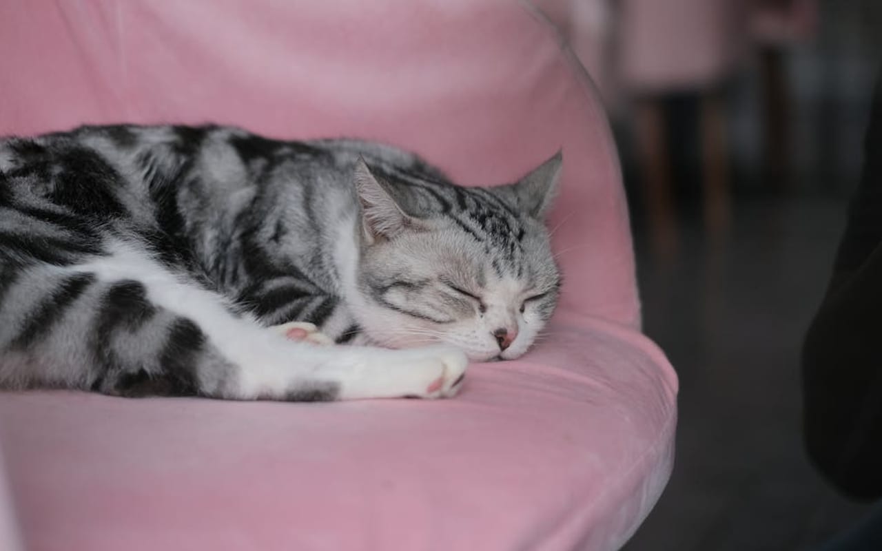 American Shorthair — American Shorthair — photo by Gideon