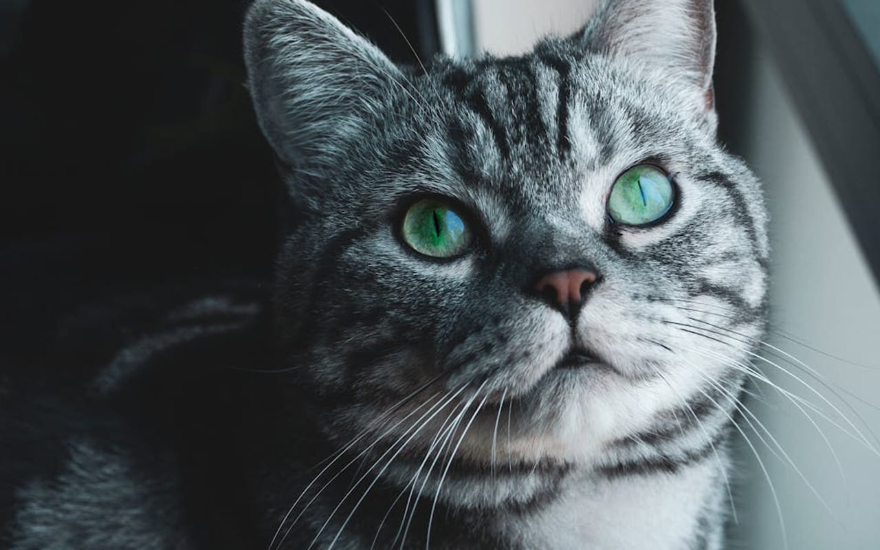 American Shorthair — American Shorthair — photo by Gabriel Crişan