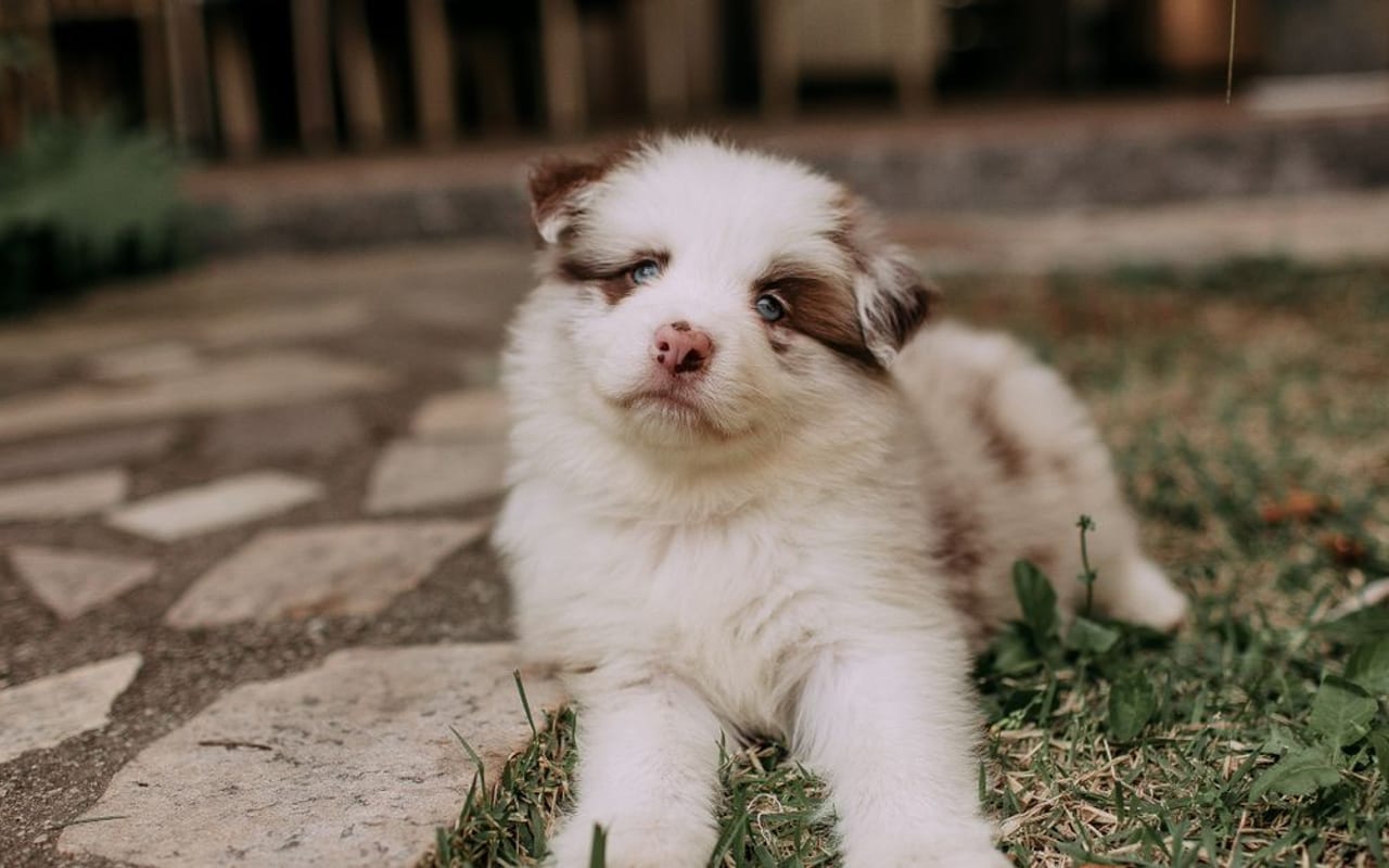 Australian Shepherd — Australian Shepherd puppy — photo by Helena Lopes