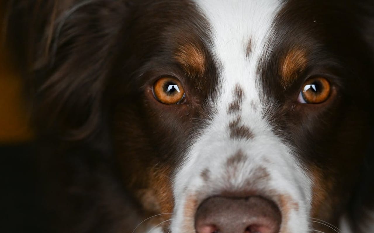 Australian Shepherd — Australian Shepherd portrait — photo by Sara Nichole Photography