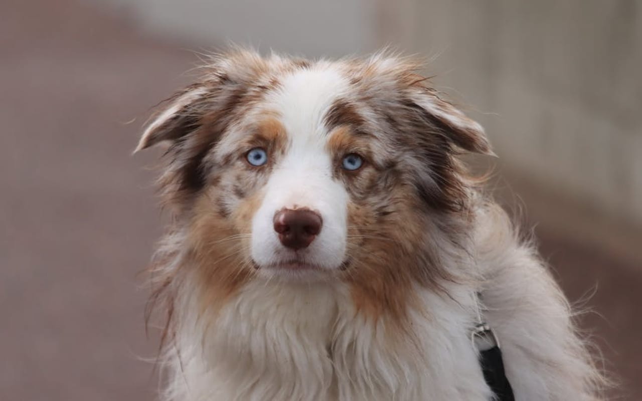 Australian Shepherd — Australian Shepherd — photo by Efrem  Efre