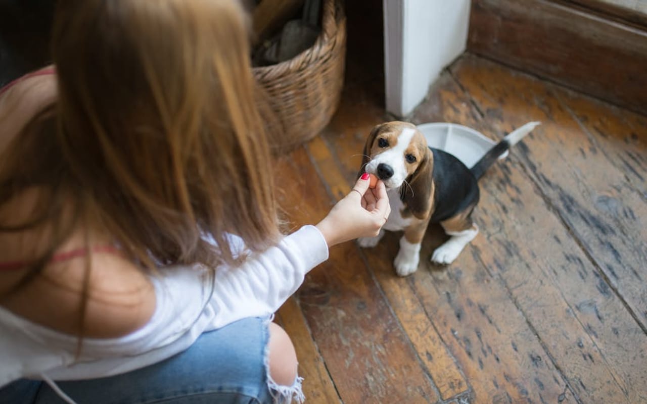 Beagle — Beagle with owner — photo by Kampus Production