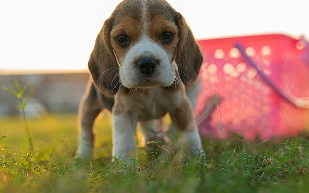 Beagle — Beagle puppy — photo by Nishant Aneja