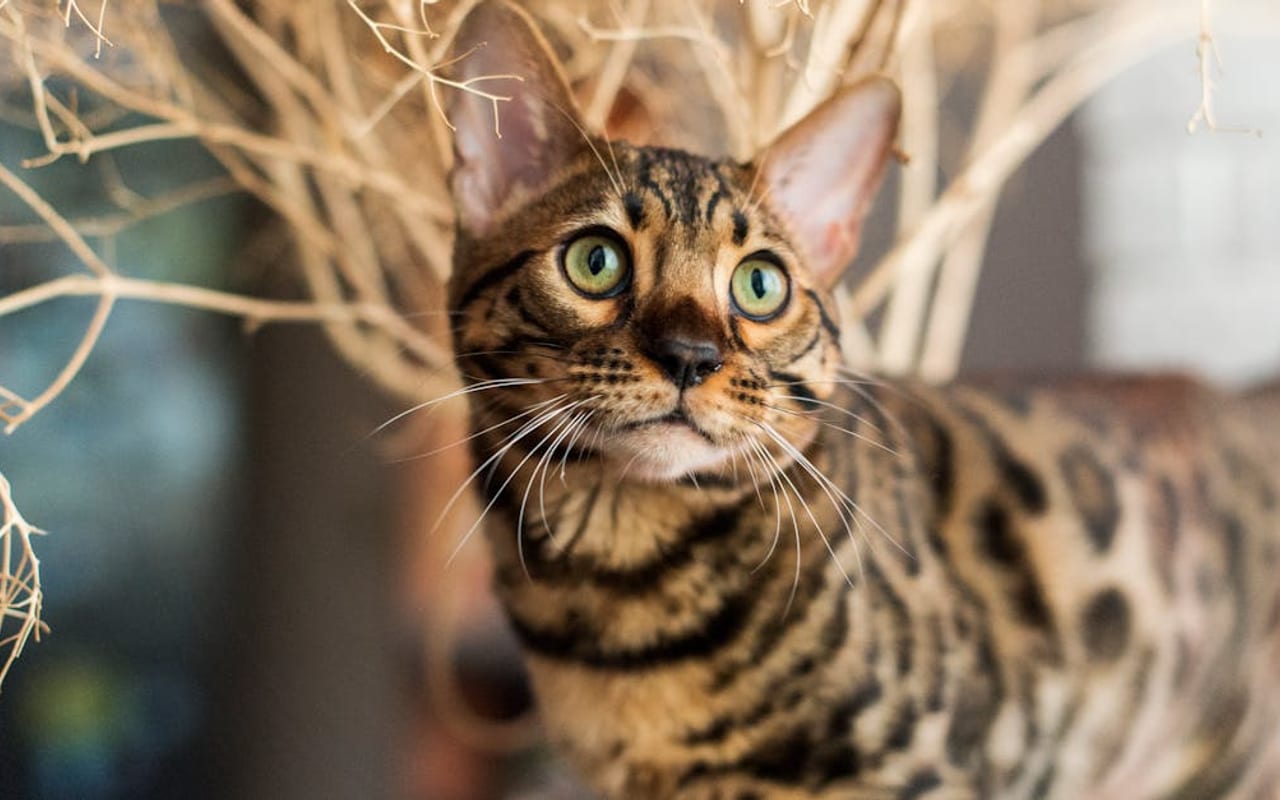 Bengal — Bengal — photo by Галина Ласаева