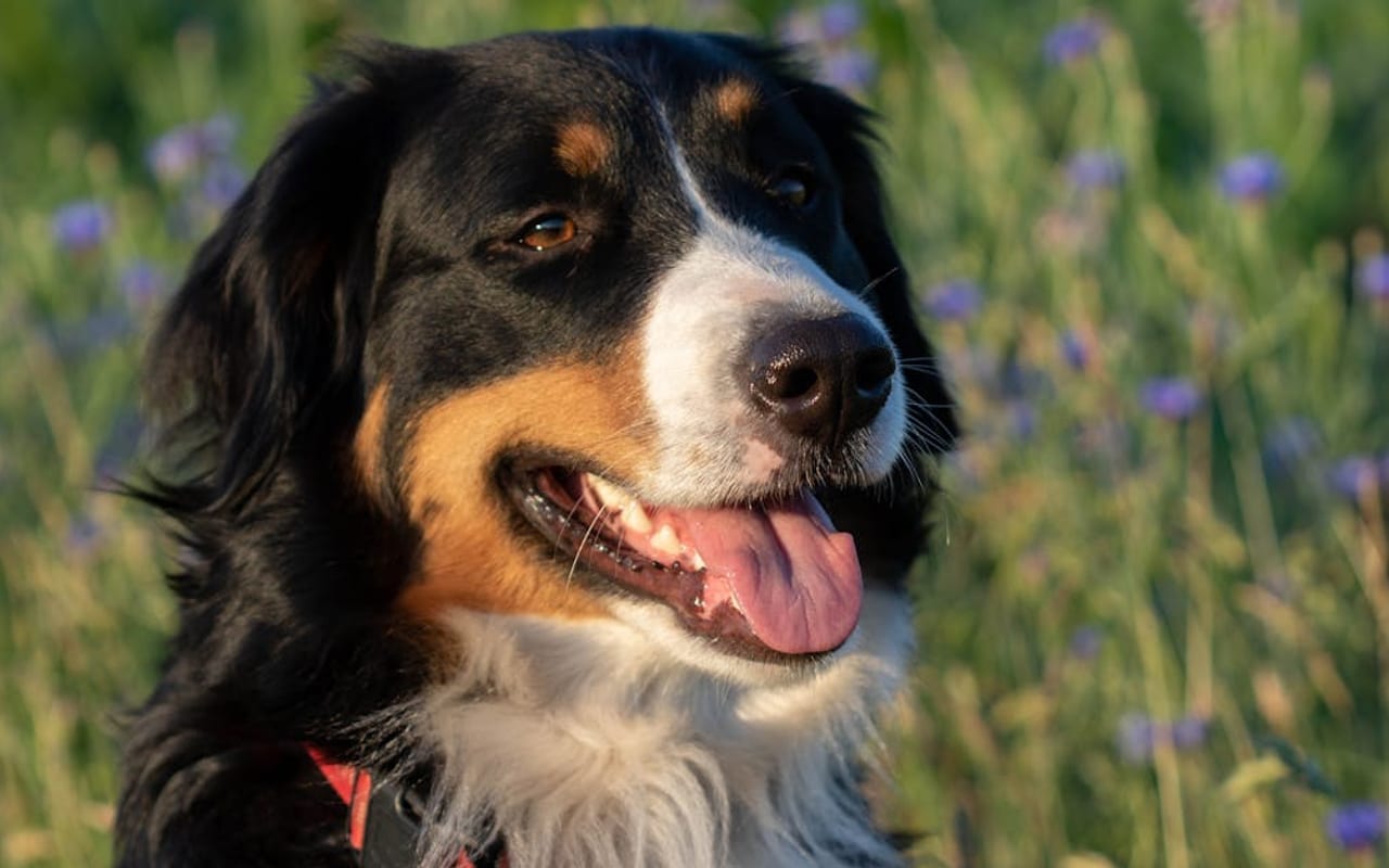Bernese Mountain Dog — Bernese Mountain Dog portrait — photo by David  Floyd