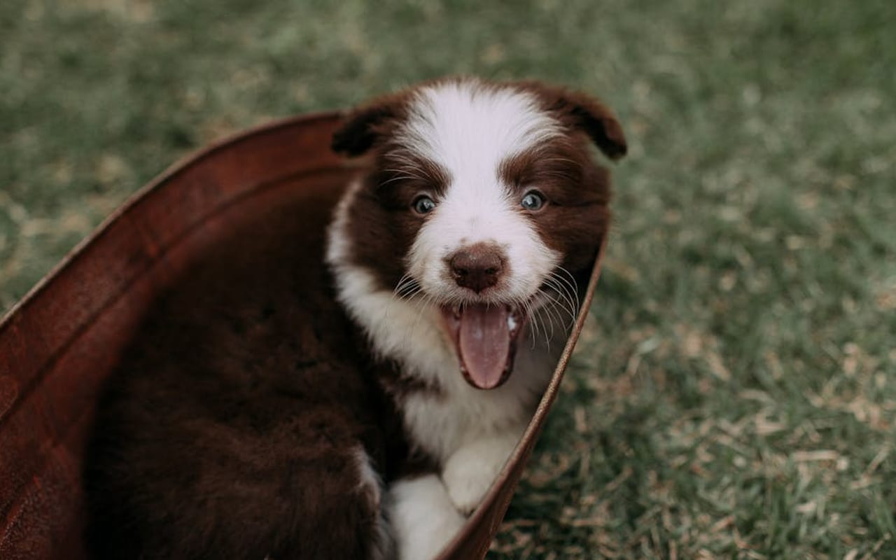 Border Collie — Border Collie puppy — photo by Helena Lopes