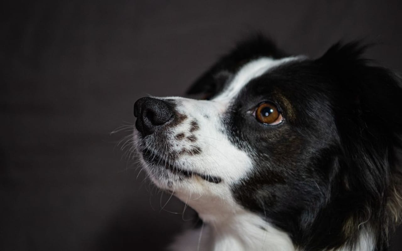 Border Collie — Border Collie portrait — photo by Mykhailo Petrenko