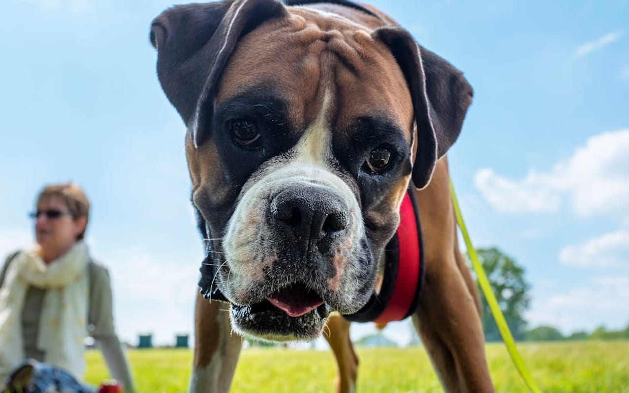 Boxer — Boxer with owner — photo by Bob Jenkin
