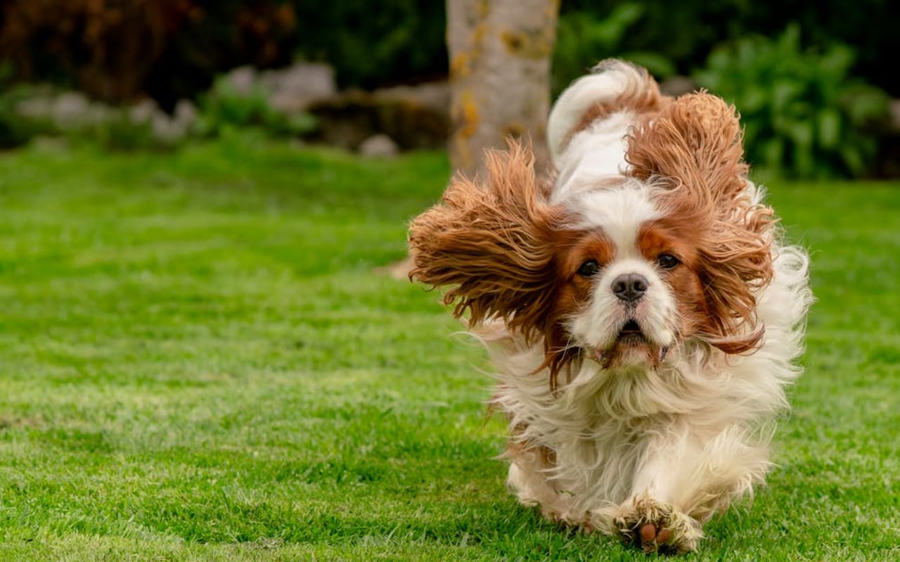 Cavalier King Charles Spaniel — Cavalier King Charles Spaniel portrait — photo by Susanne Jutzeler, suju-foto