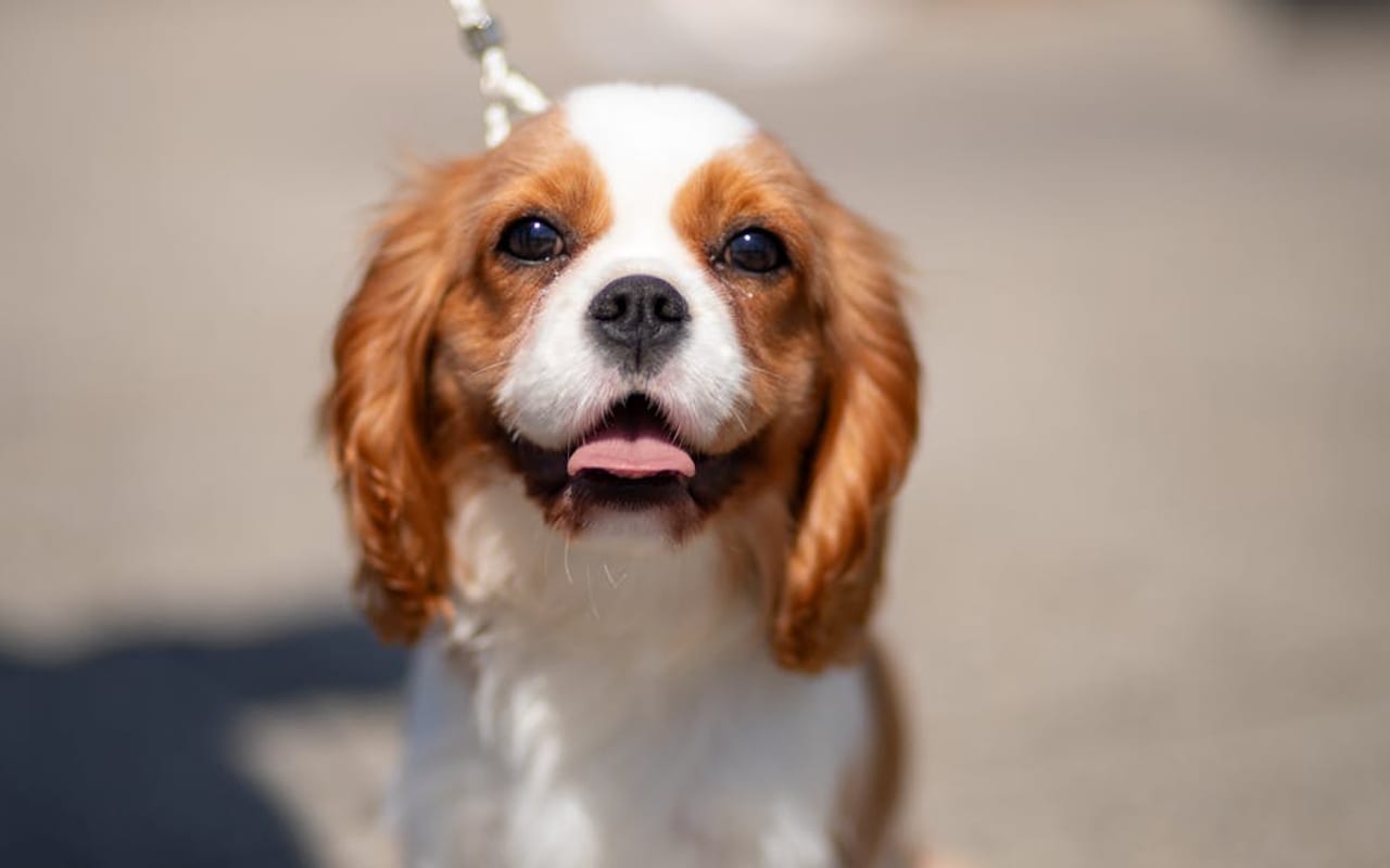 Cavalier King Charles Spaniel — Cavalier King Charles Spaniel portrait — photo by Mladen Šćekić