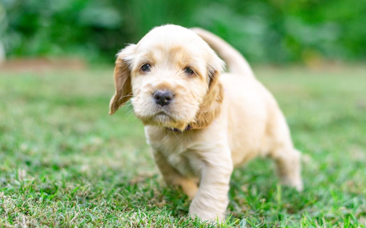 Cocker Spaniel — Cocker Spaniel puppy — photo by Candice Pickering