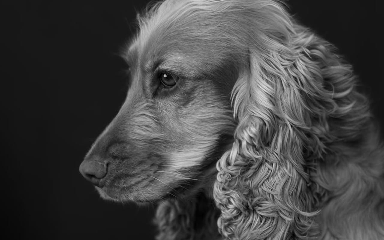 Cocker Spaniel — Cocker Spaniel portrait — photo by Benoit Vacherie