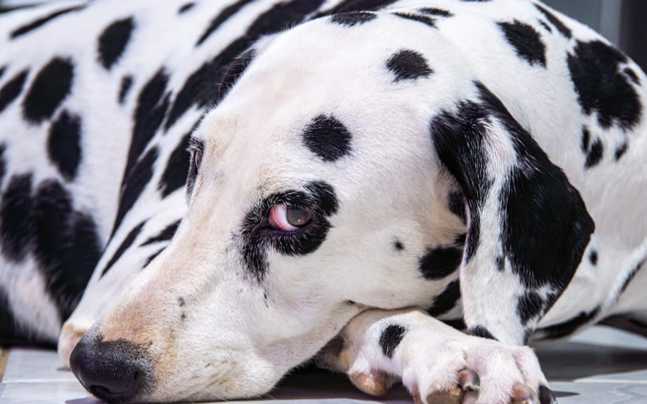 Dalmatian — Dalmatian portrait — photo by Ayron Junior
