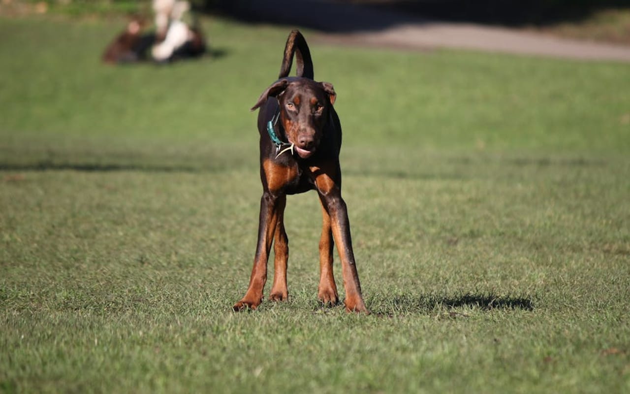 Doberman Pinscher — Doberman Pinscher portrait — photo by Ali Bensoula