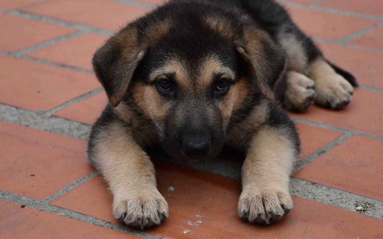 German Shepherd — German Shepherd puppy — photo by PABLO GÓMEZ