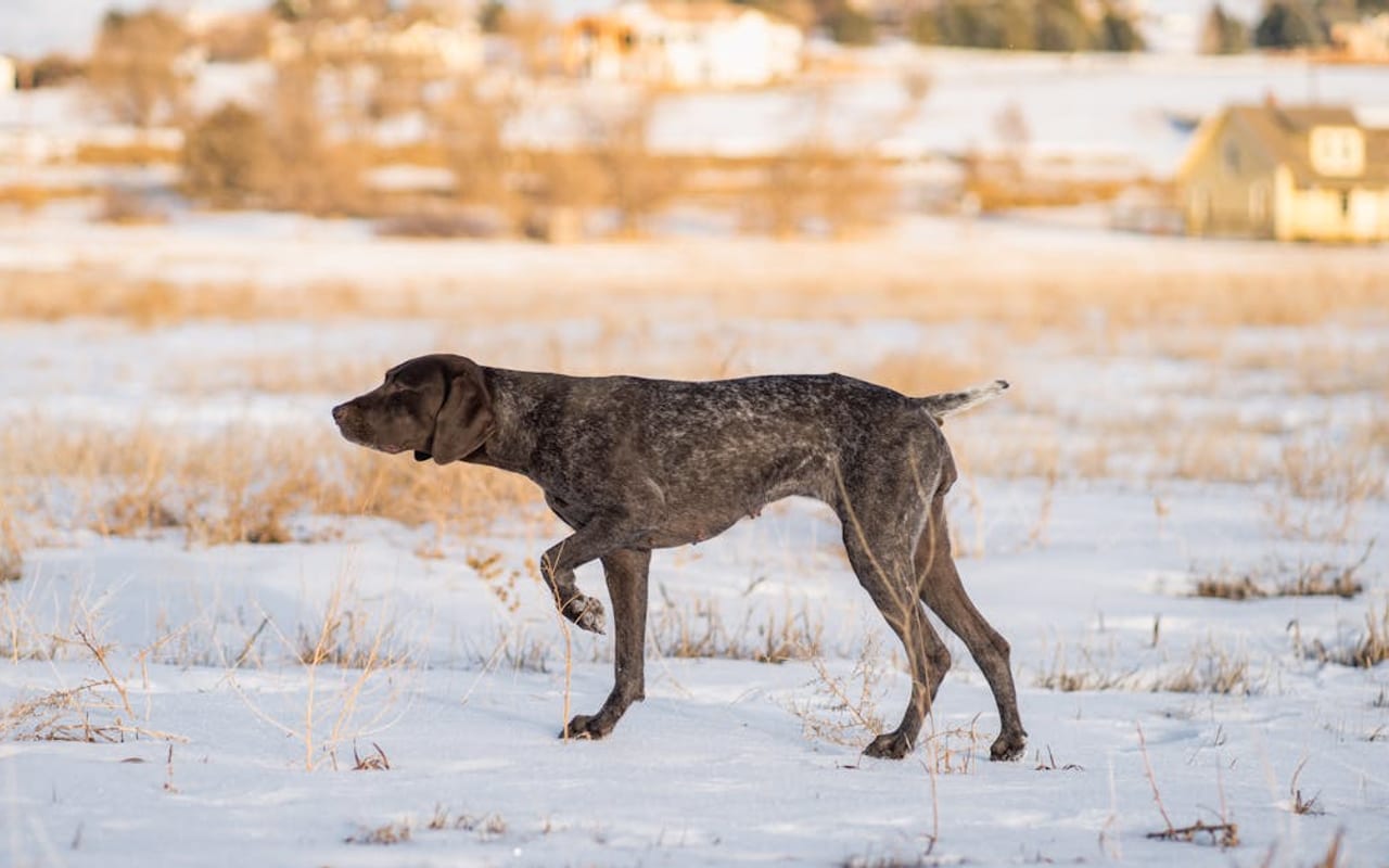 German Shorthaired Pointer — German Shorthaired Pointer portrait — photo by gabesdotphotos photographer