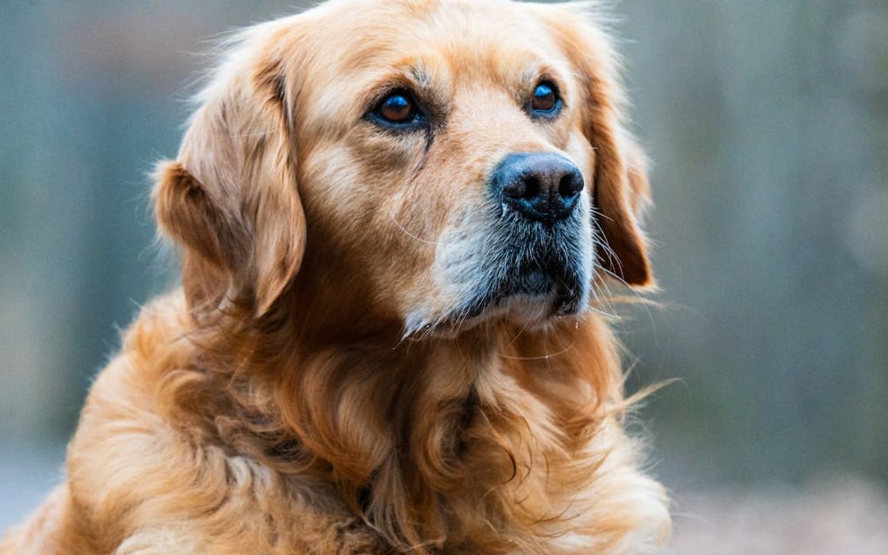 Golden Retriever — Golden Retriever portrait — photo by Masood Aslami