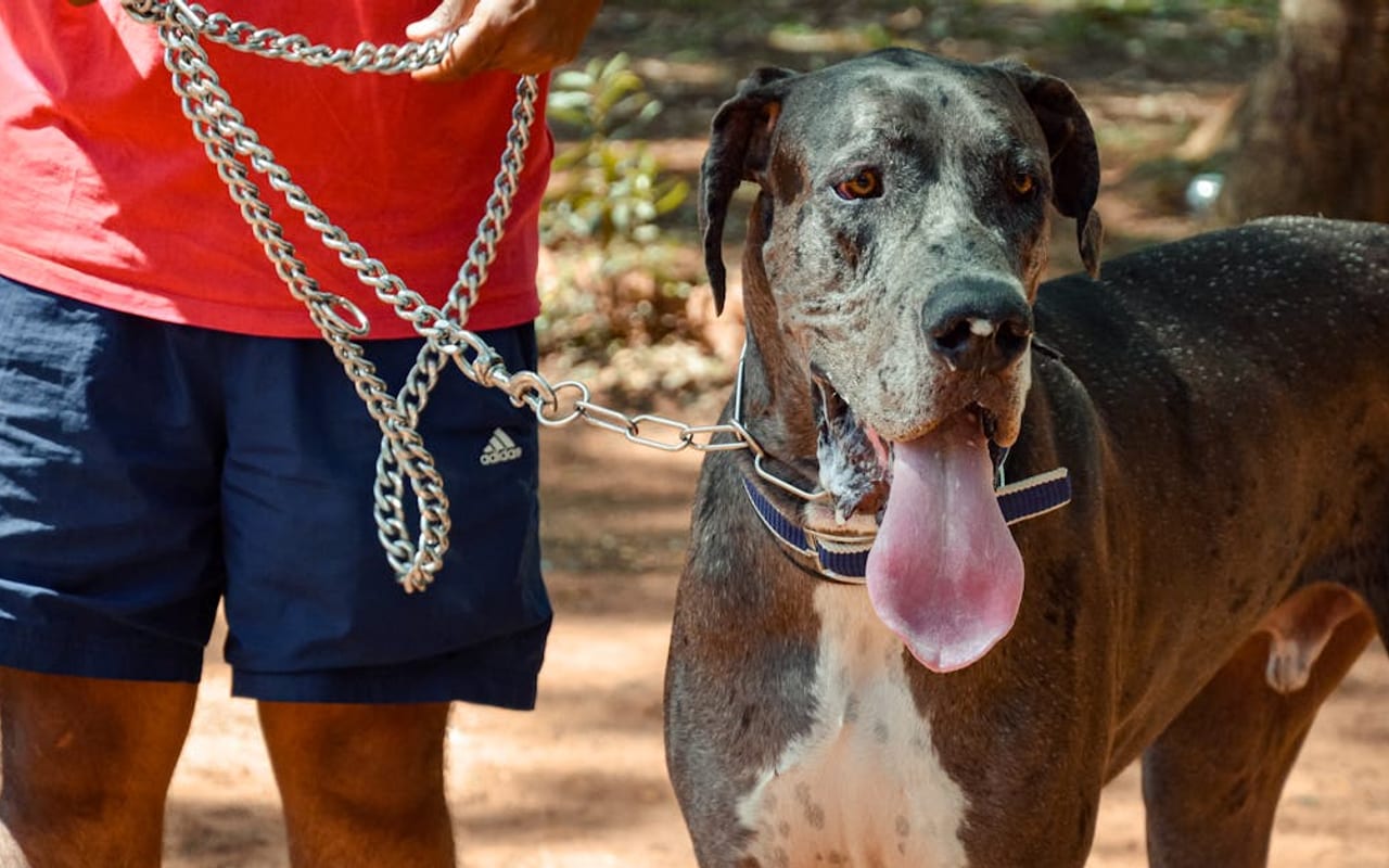 Great Dane — Great Dane with owner — photo by Ravi Kant