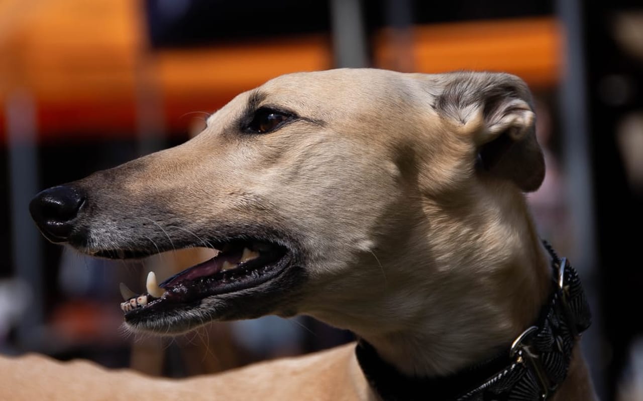 Greyhound — Greyhound — photo by Mao Won