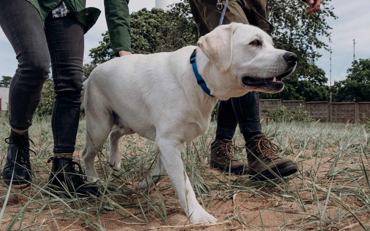 Labrador Retriever — Labrador Retriever with owner — photo by cottonbro studio