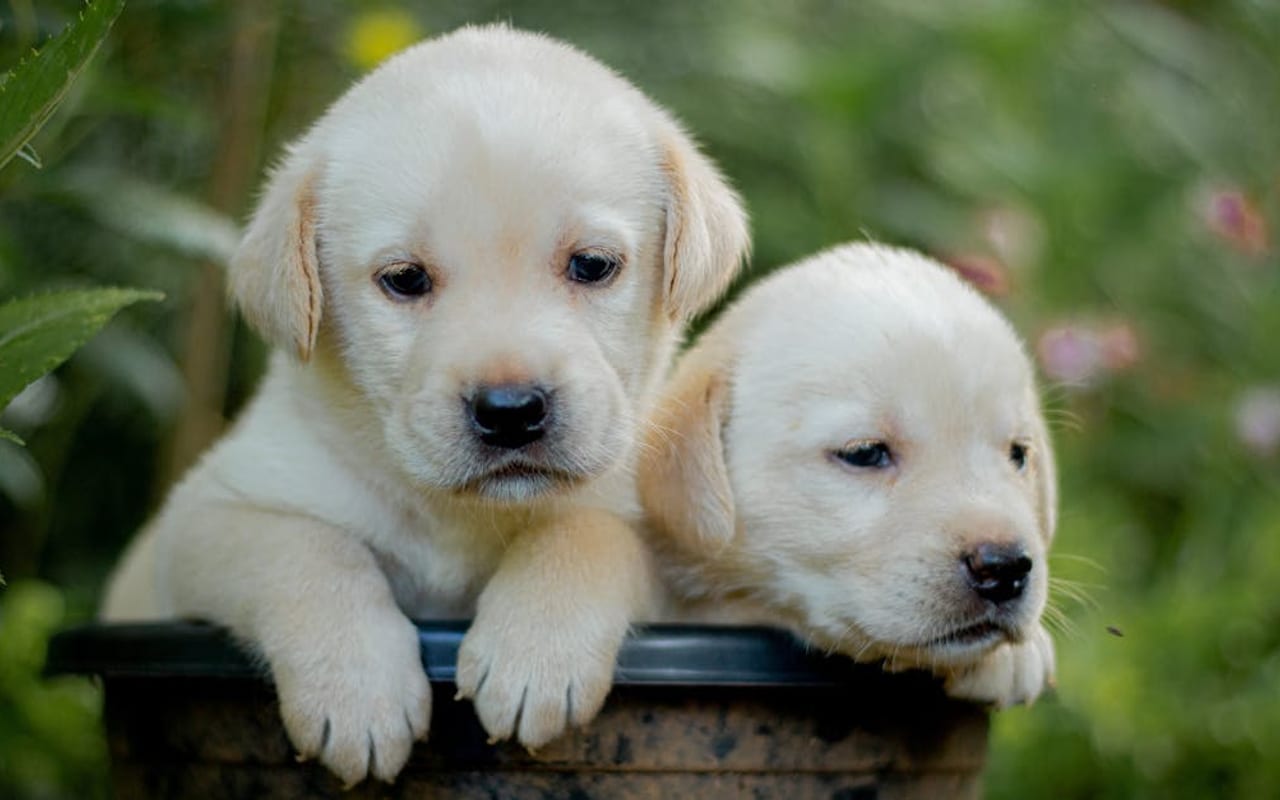 Labrador Retriever — Labrador Retriever puppy — photo by Chathura Anuradha  Subasinghe
