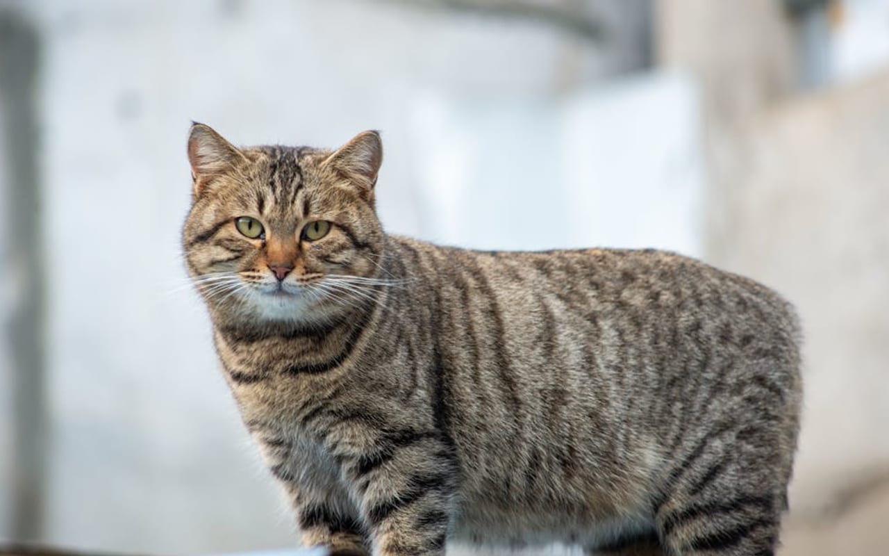 Manx — Manx portrait — photo by 大 董