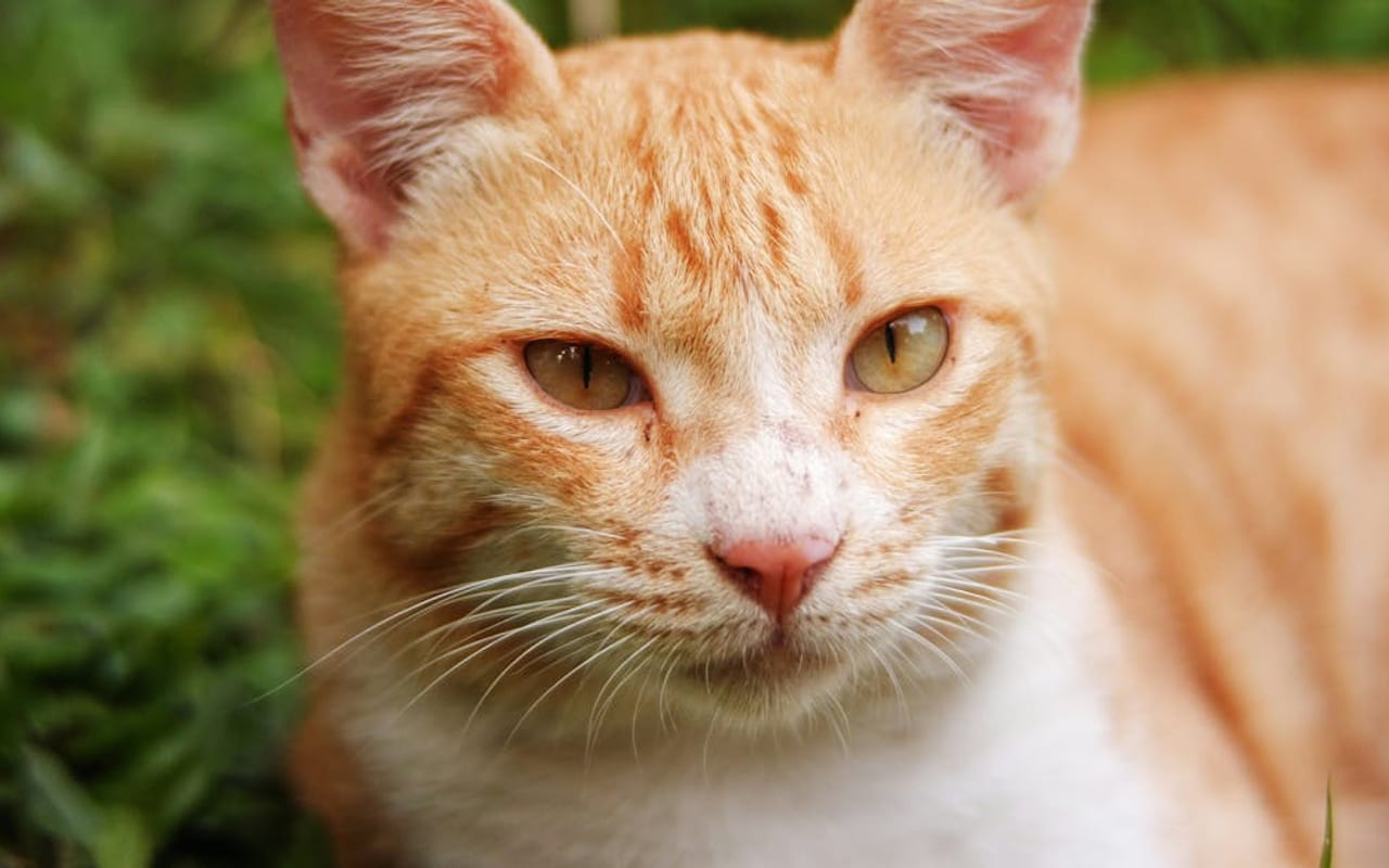 Manx — Manx portrait — photo by Qeis Ismail