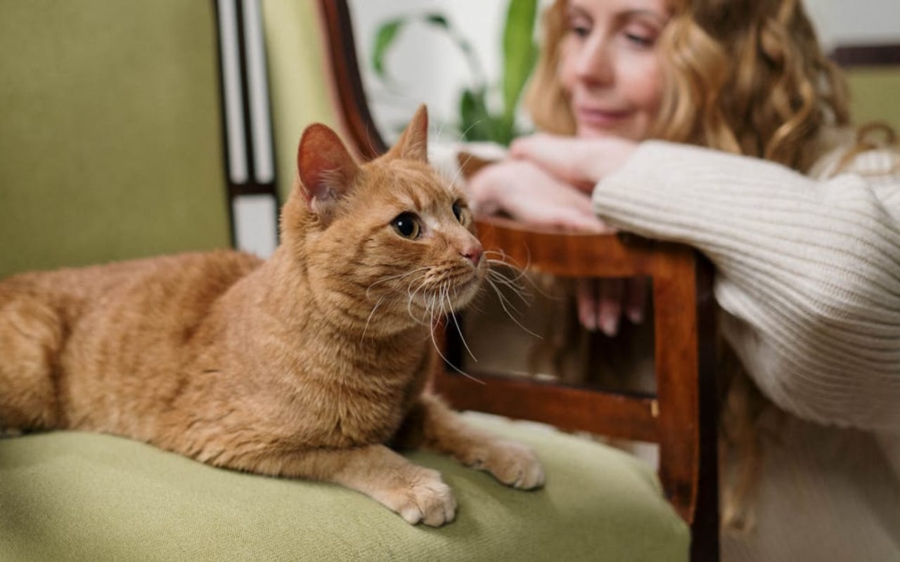 Manx — Manx with owner — photo by cottonbro studio
