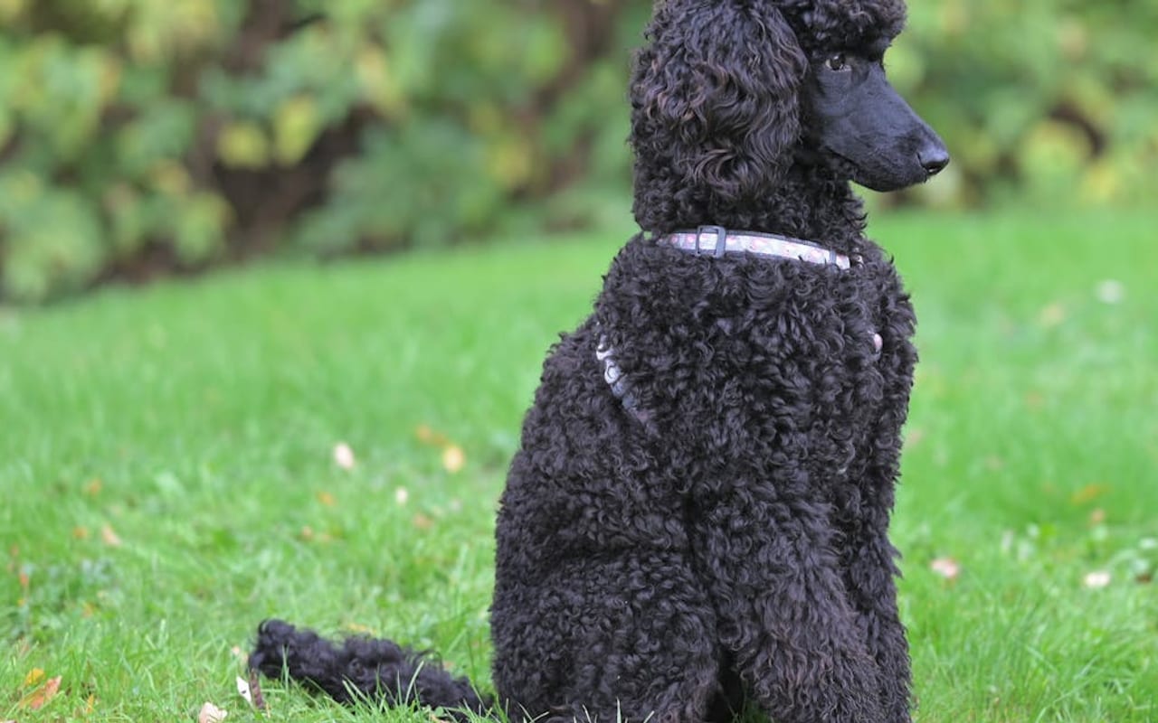 Poodle — Poodle portrait — photo by JacLou- DL
