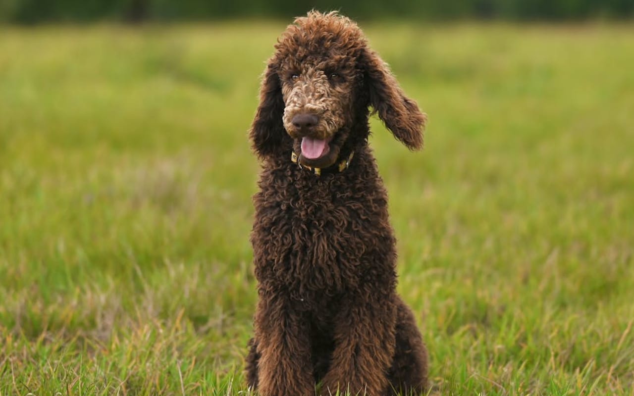 Poodle (Standard) — Poodle (Standard) portrait — photo by JacLou- DL