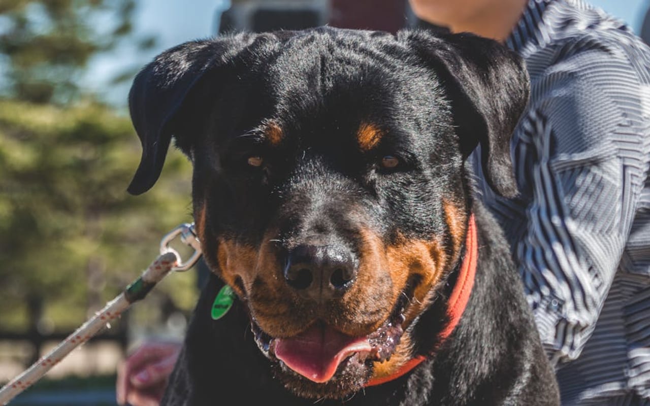 Rottweiler — Rottweiler with owner — photo by Matthew Barra