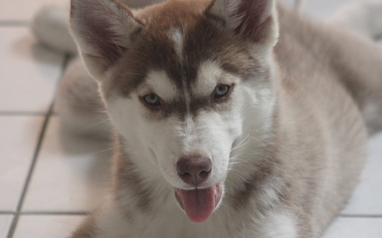 Siberian Husky — Siberian Husky portrait — photo by Mônica Rodrigues