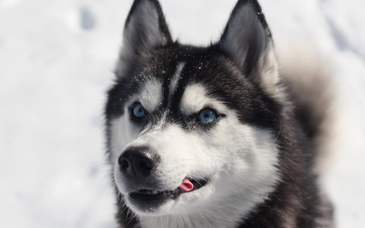 Siberian Husky — Siberian Husky — photo by Kateryna Babaieva