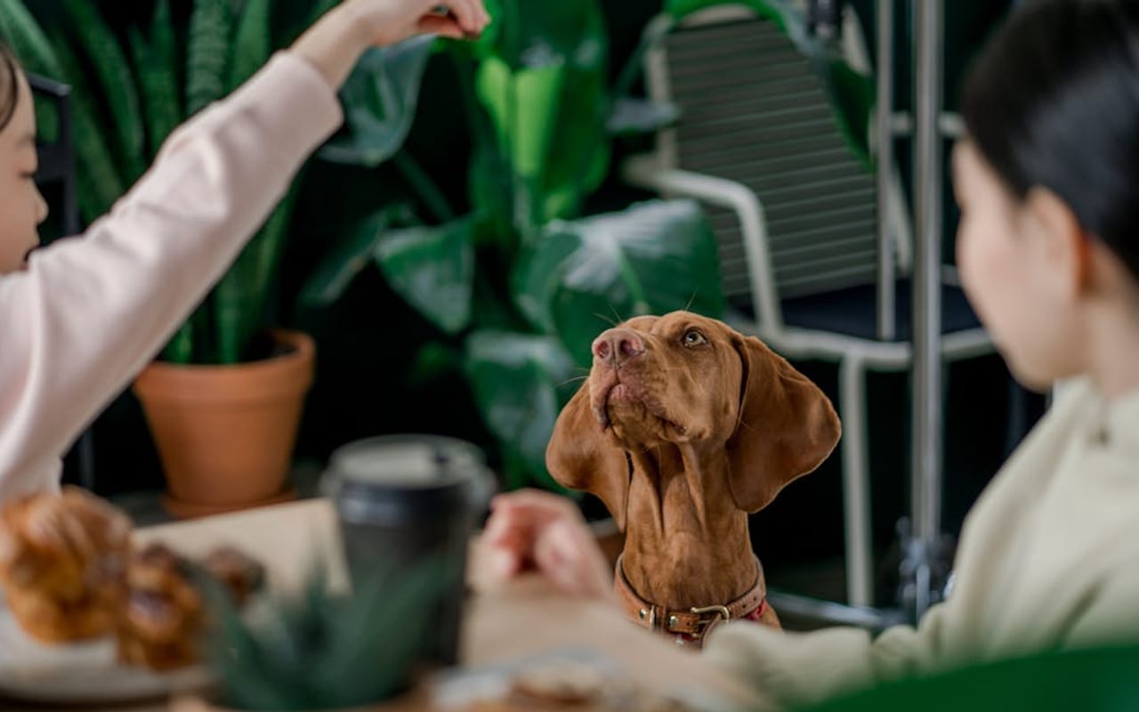 Vizsla — Vizsla with owner — photo by Ron Lach