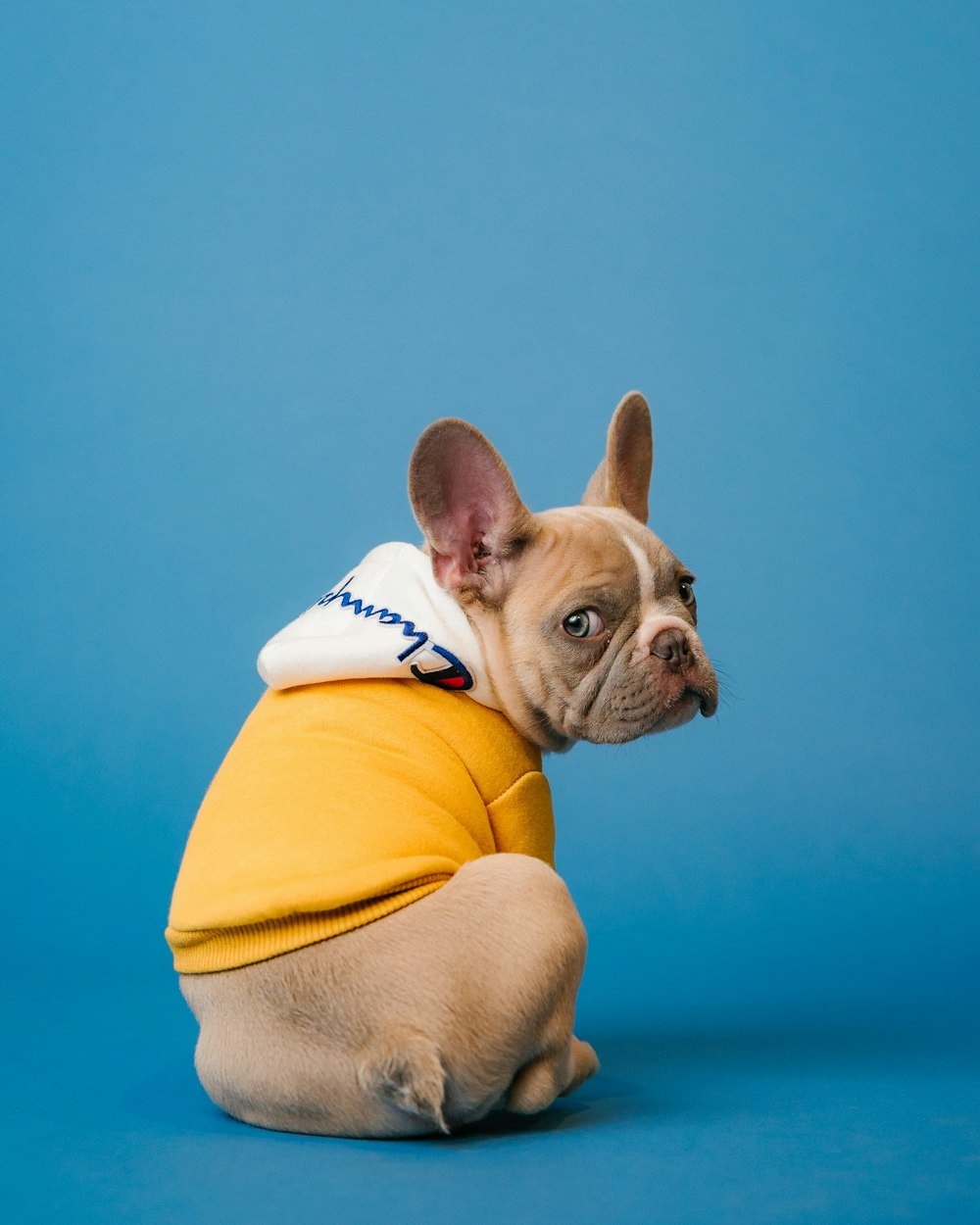 Pet Care Basics