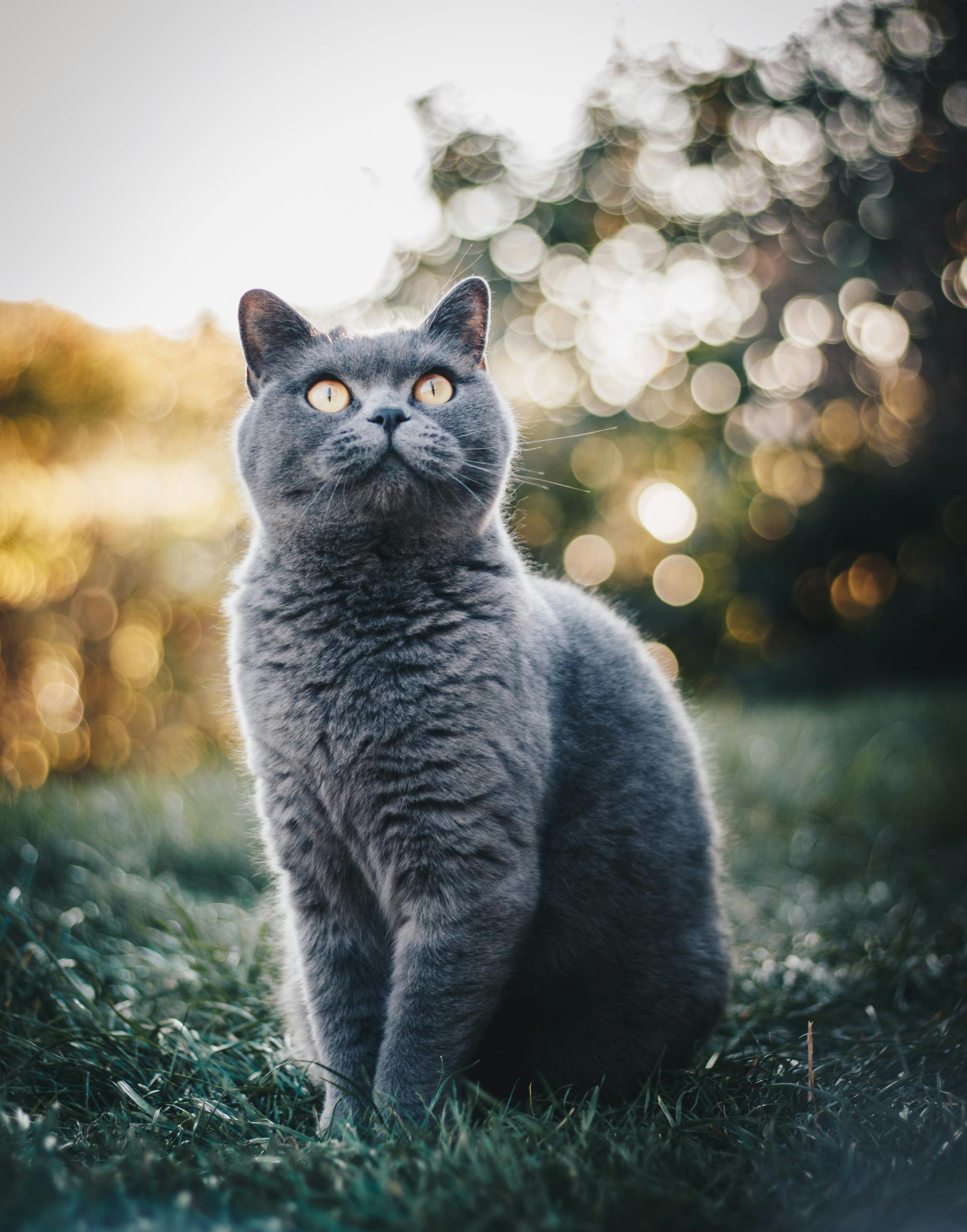 Cats in Ancient Egypt: Divine Felines — 3,500 - 30 BCE