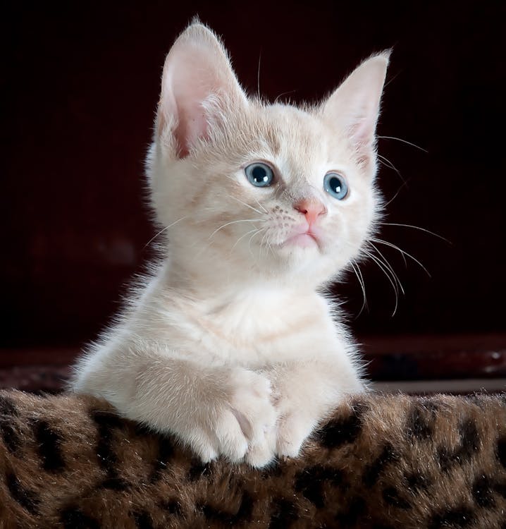 Cat Behavior Quiz
