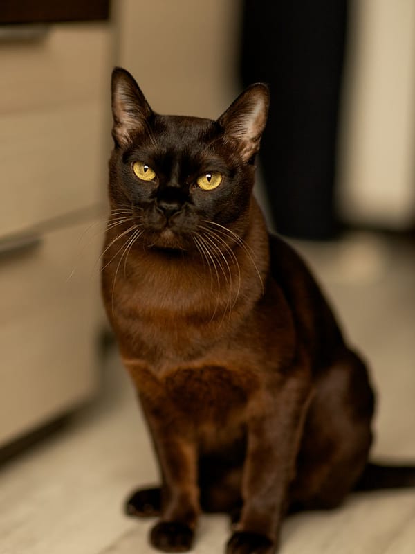 European Burmese breed