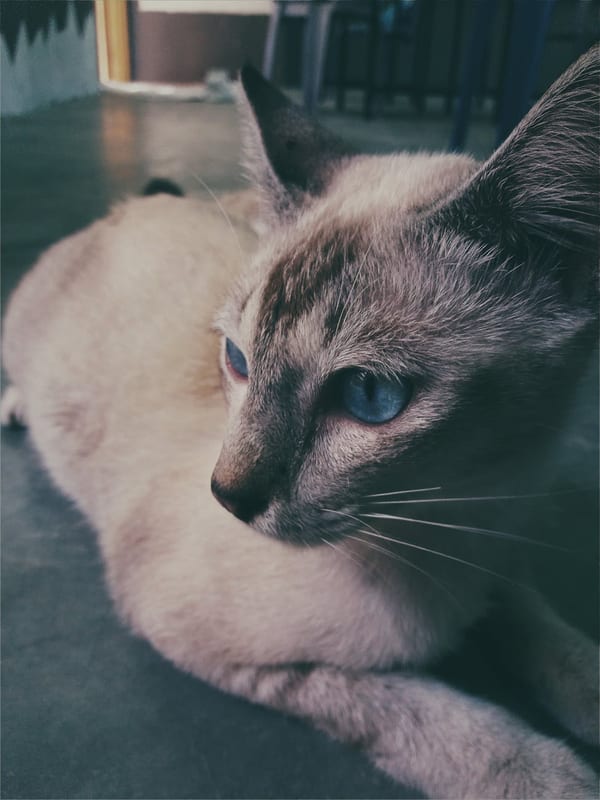 Malayan breed