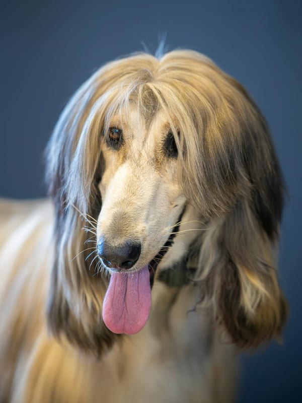 Afghan Hound breed