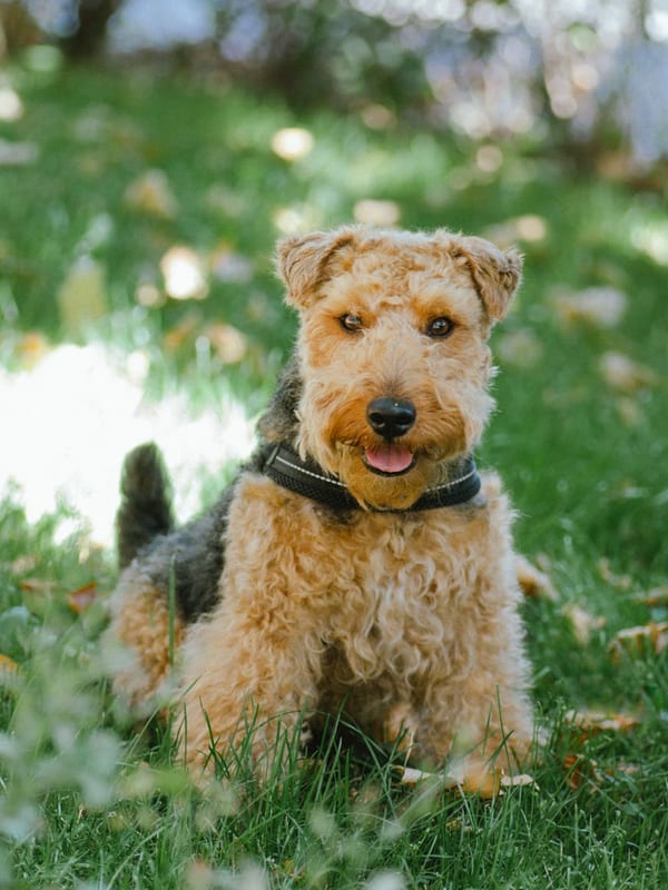 Airedale Terrier breed
