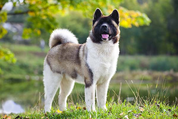 Akita breed