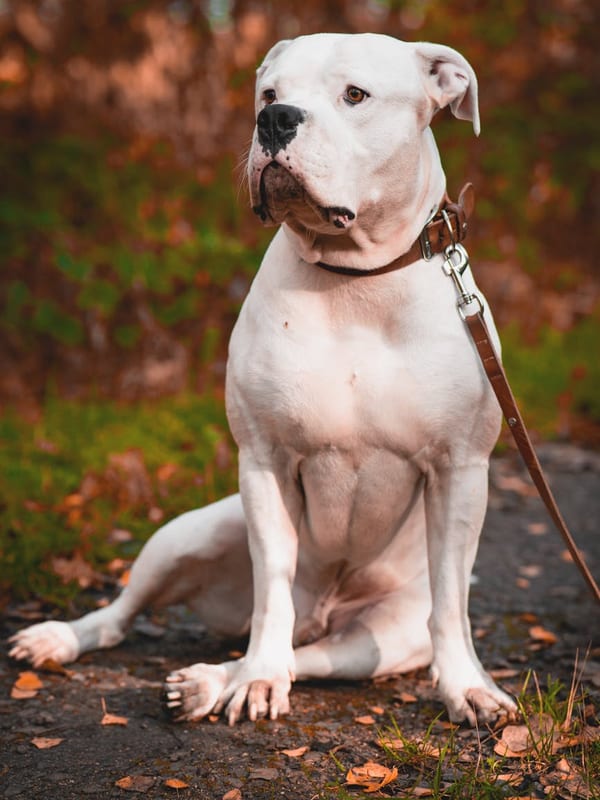 American Bulldog breed