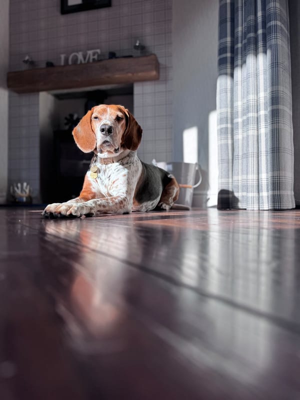American English Coonhound breed