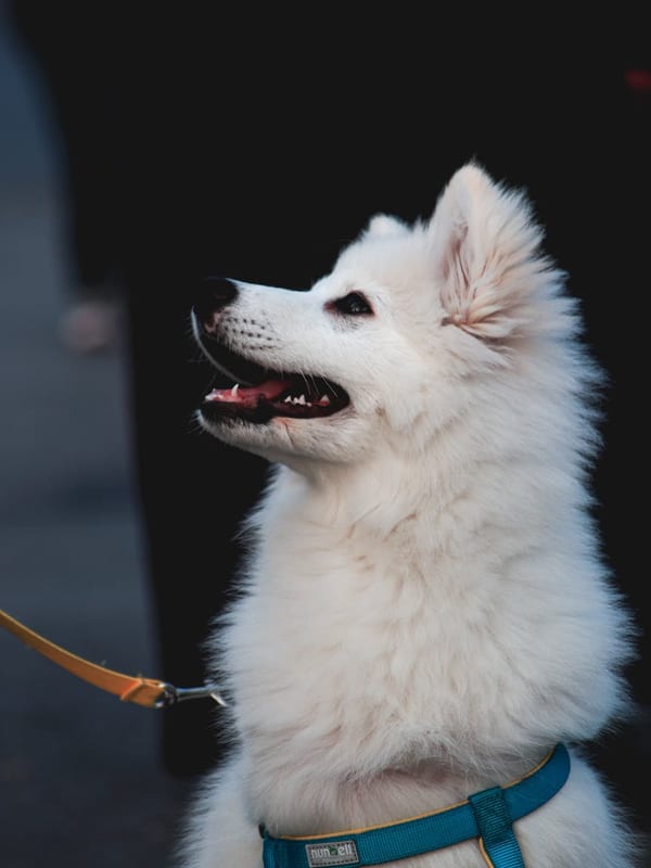 American Eskimo Dog breed