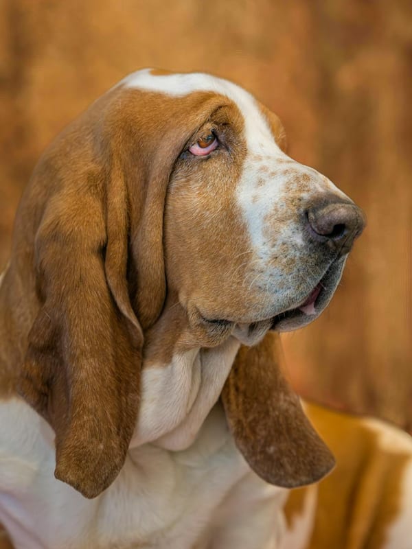 American Leopard Hound breed